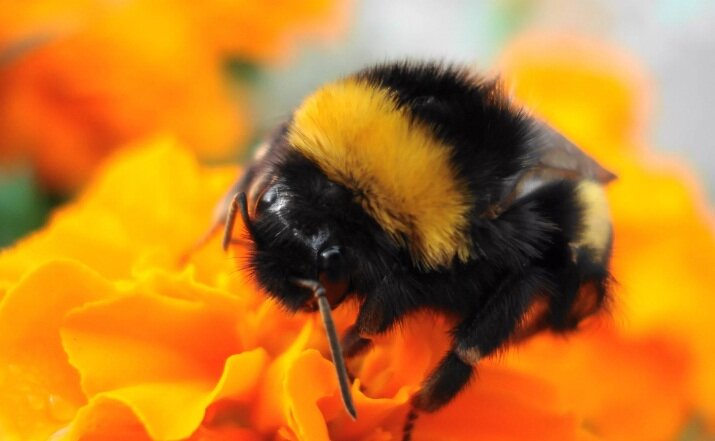 Торжество жизни