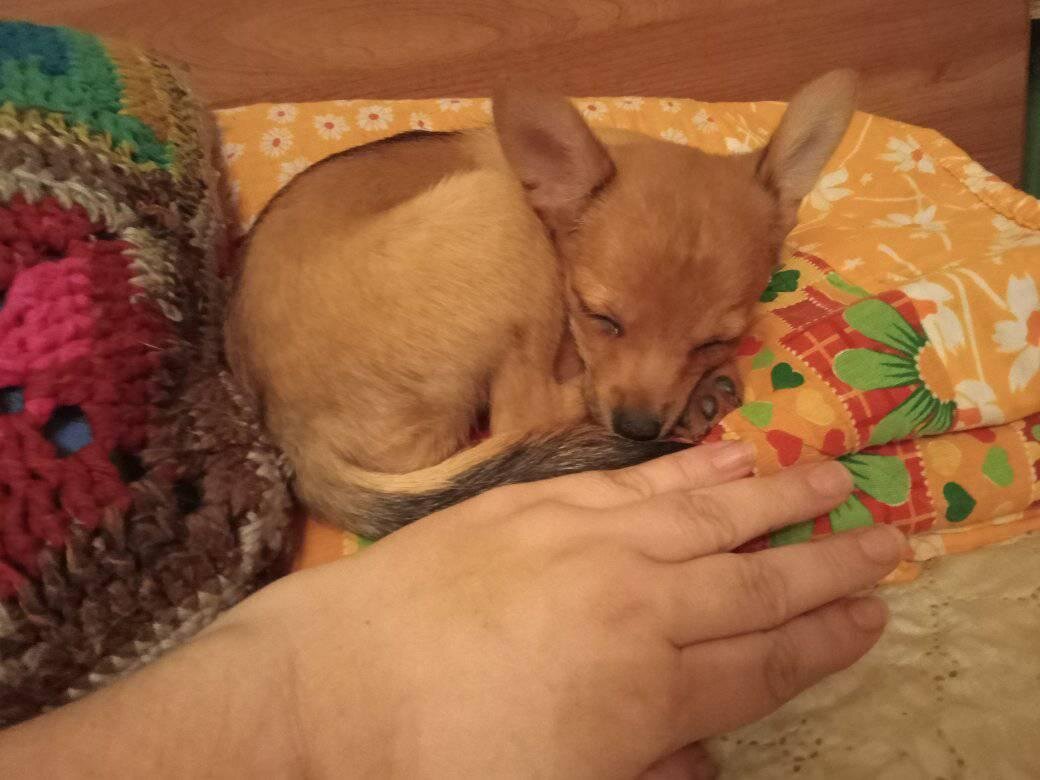 Размер нашего пупсика 