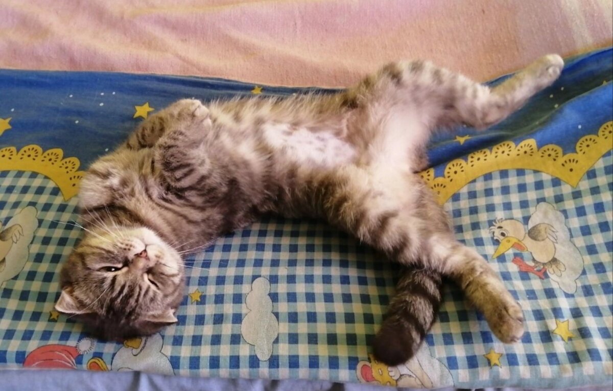 Два года котенок Стеша жила с хозяйкой. Потом начались перекидывания соседям, родственникам. И в конце концов в приют. В России нет спроса на животных.  Есть спрос лишь на живые игрушки: котят и щенят.