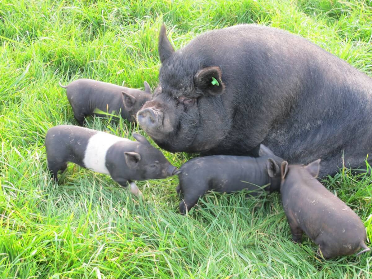 Вьетнамские свиньи очень плодовиты. Самки готовы к первому помёту в 4 месяца. Поэтому породу часто используют для скрещивания с европейскими свиньями, чтобы получить лучшее качество мяса и сала. 