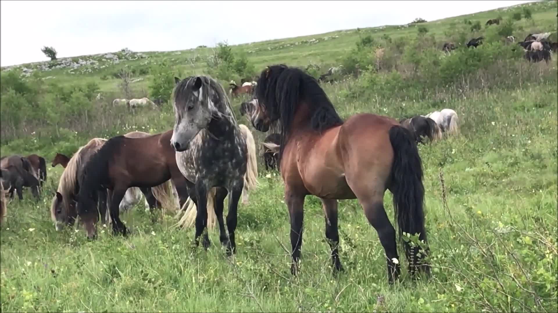 Живые обои лошади. Клипы с лошадьми. Видео пол лошадей. Утка лошадь. Клип с лошадьми иностранный.
