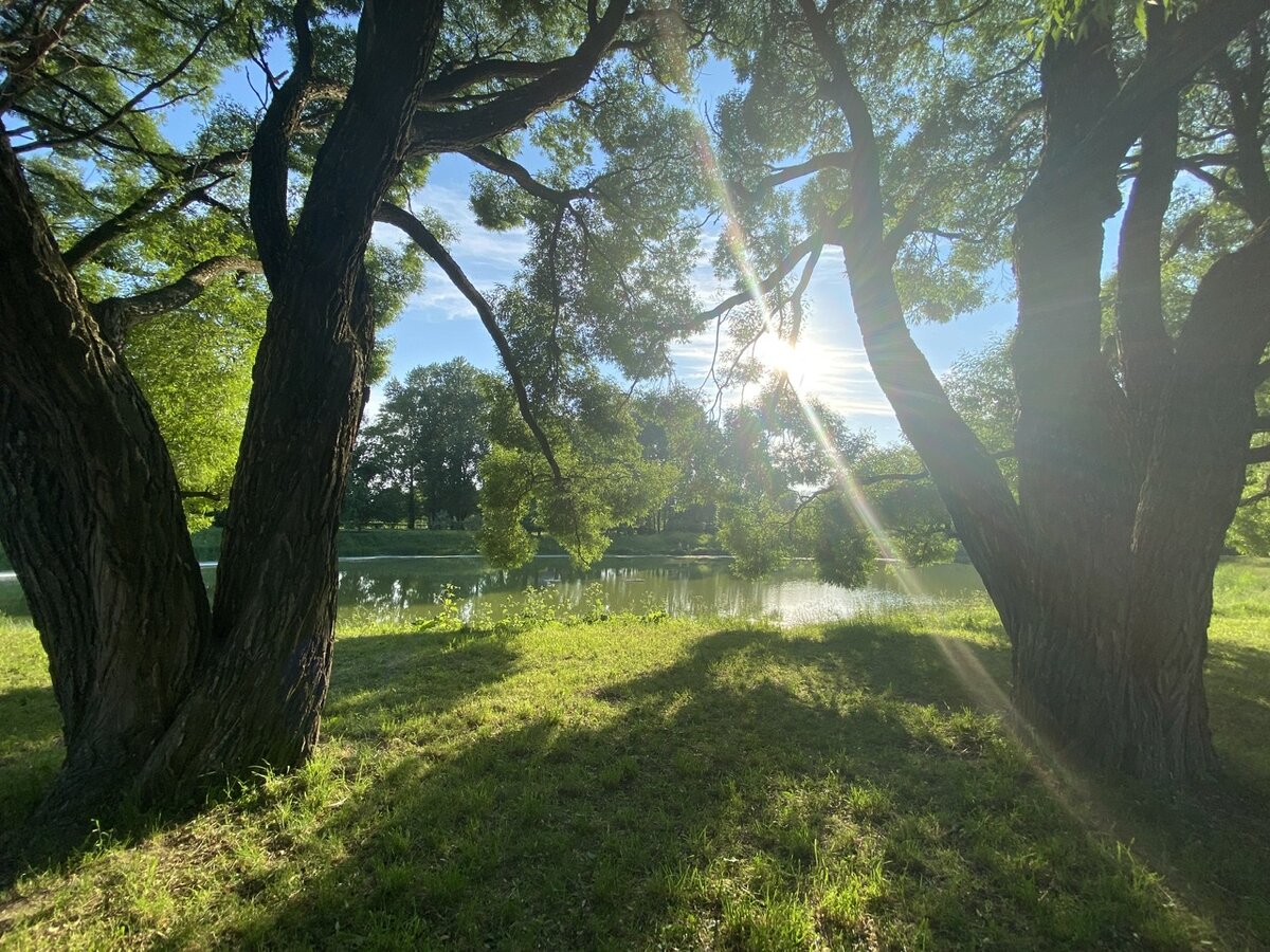 Могучие деревья-великаны, тут в авторитете!💪😠Посланцы Петровских времён.