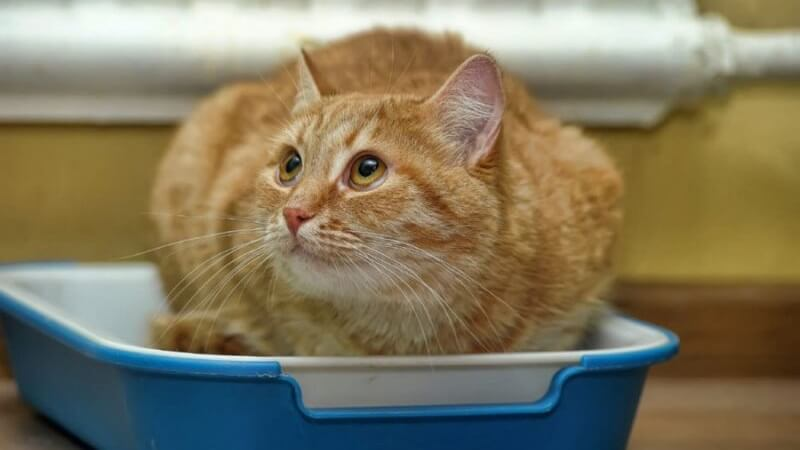 Добавление в рацион природных слабительных