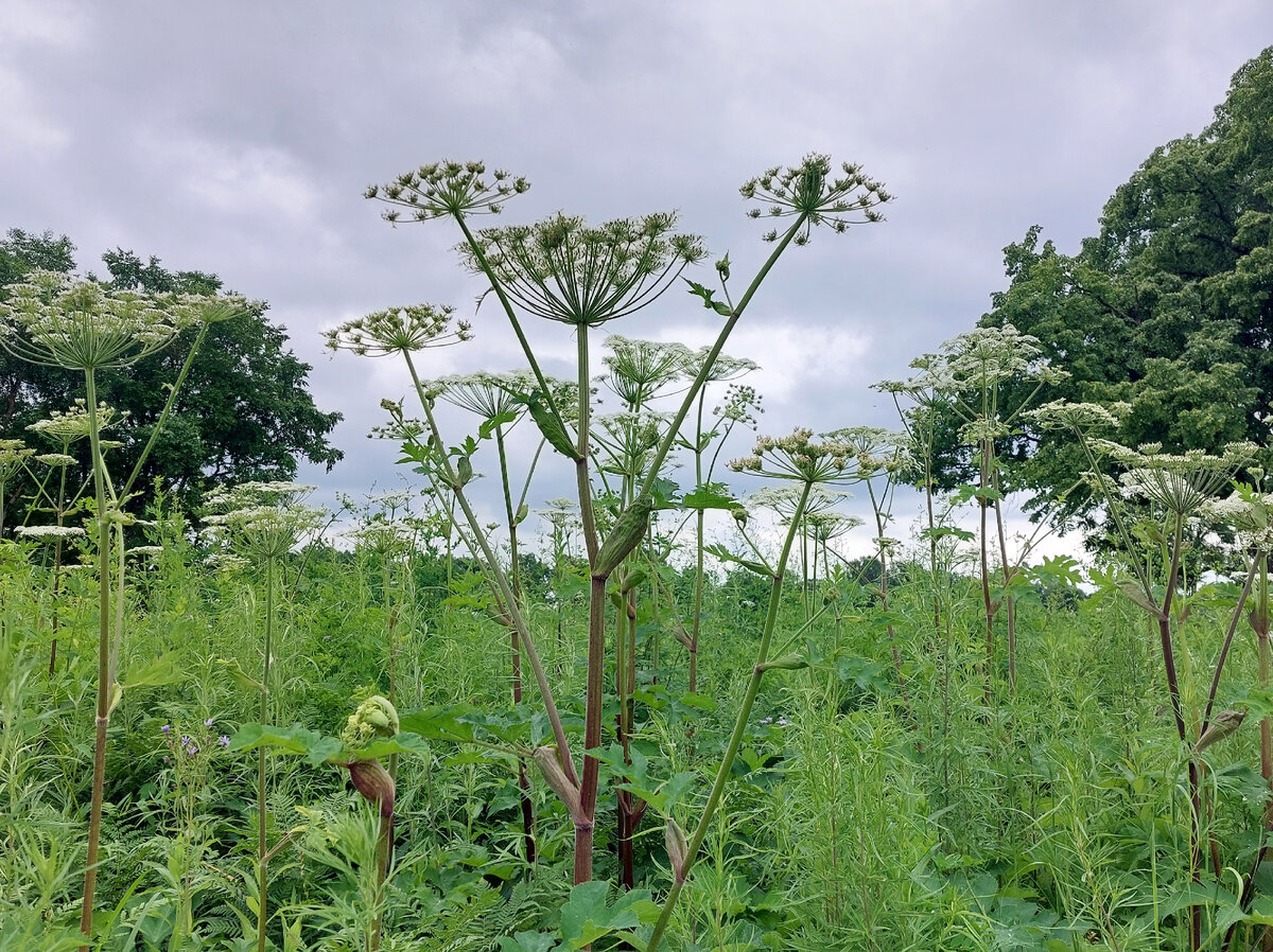 Огромный борщевик! Кто мне в комментариях предлагал им лицо намазать?)))