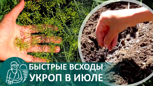 🌿 Посадка укропа в июле 🌱 Быстрые всходы, выращивание зелени летом