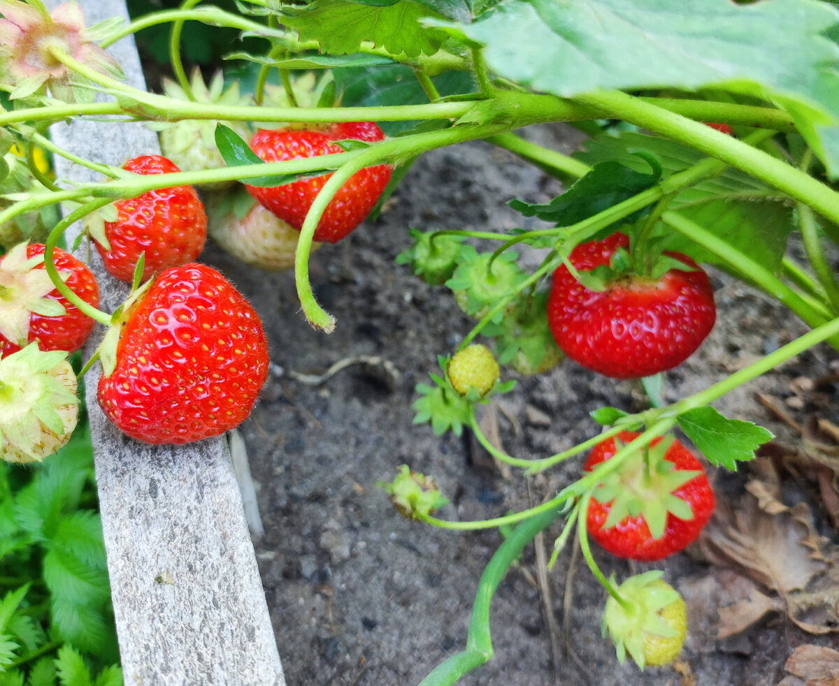 Клубничка вырастет просто бомба! 🍓🍓🍓