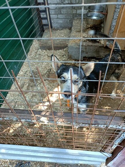 Вот пёсик Диксон в вольере