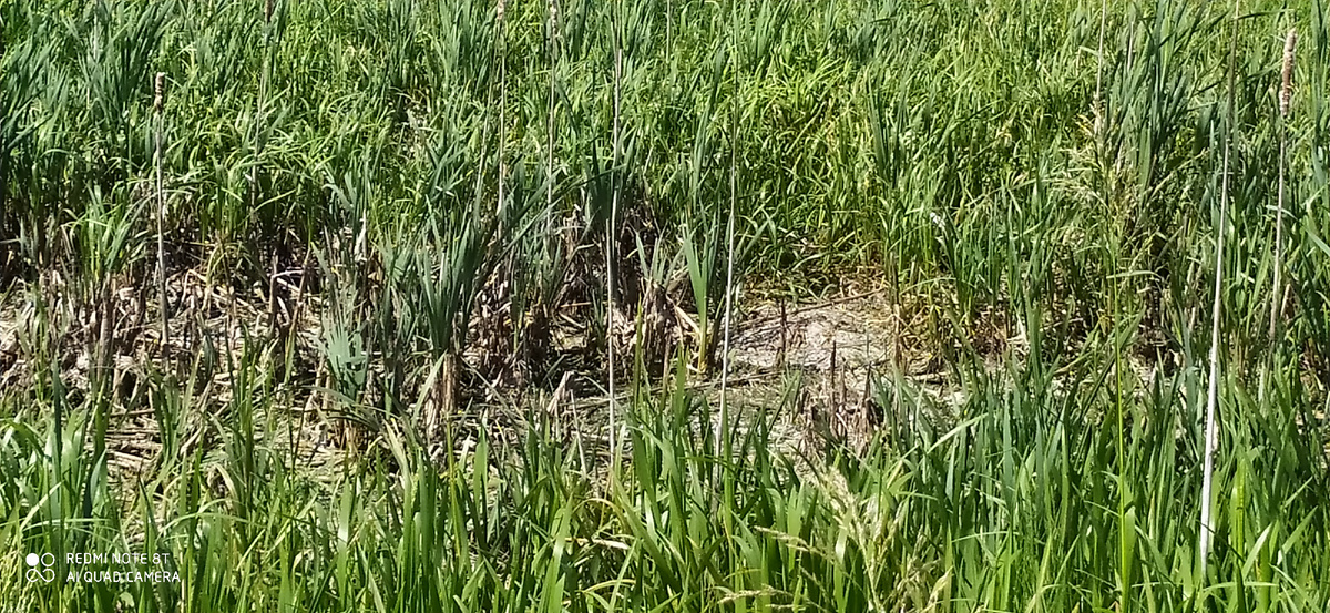 Здесь раньше была лужа, даже рыба водилась. Теперь всё высохло.