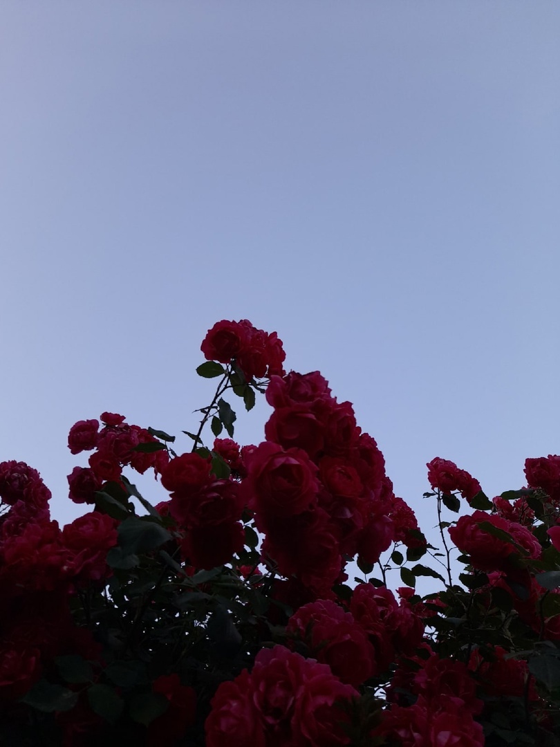 Роза в домашнем саду