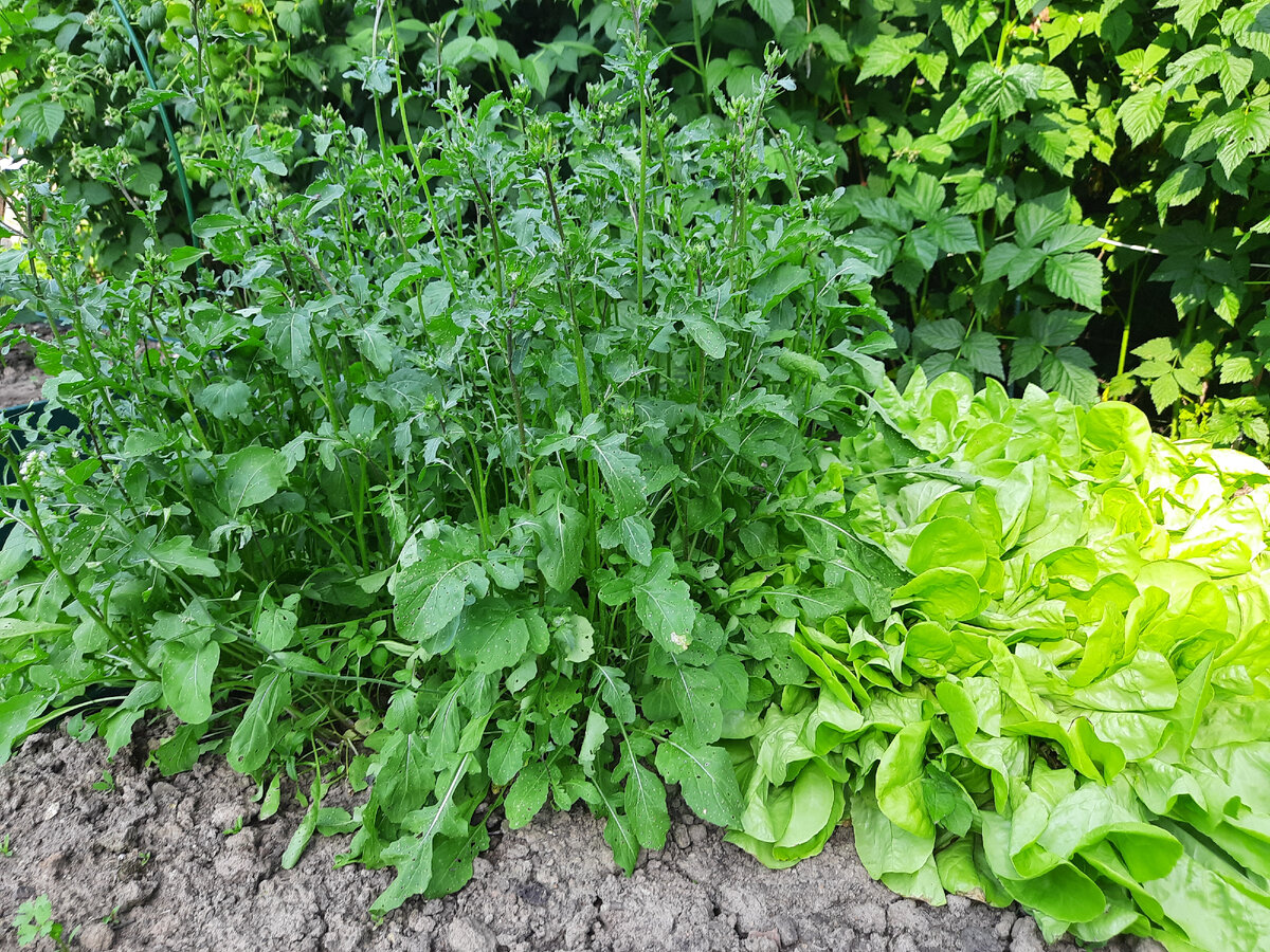 Руккола зацветает.