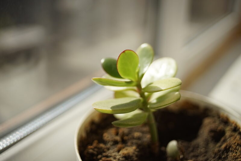 Чем меньше горшок, тем толще ствол