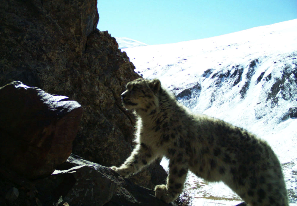 Фото из фотоловушки