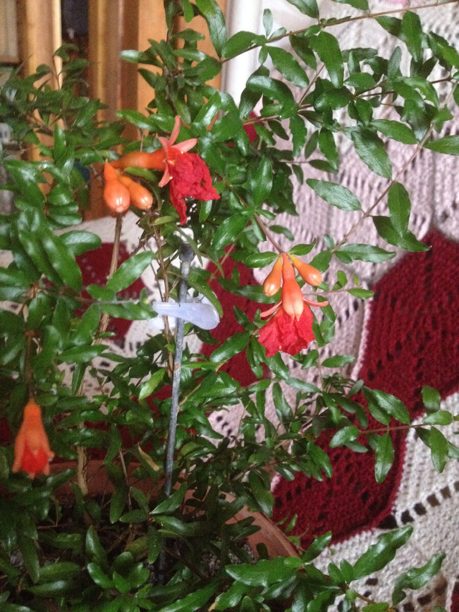 фото автора.  Цветёт он необыкновенно красивыми цветами