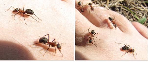 Укусы муравьёв сопровождаются характерным жжением, которое обеспечивает муравьиная кислота.