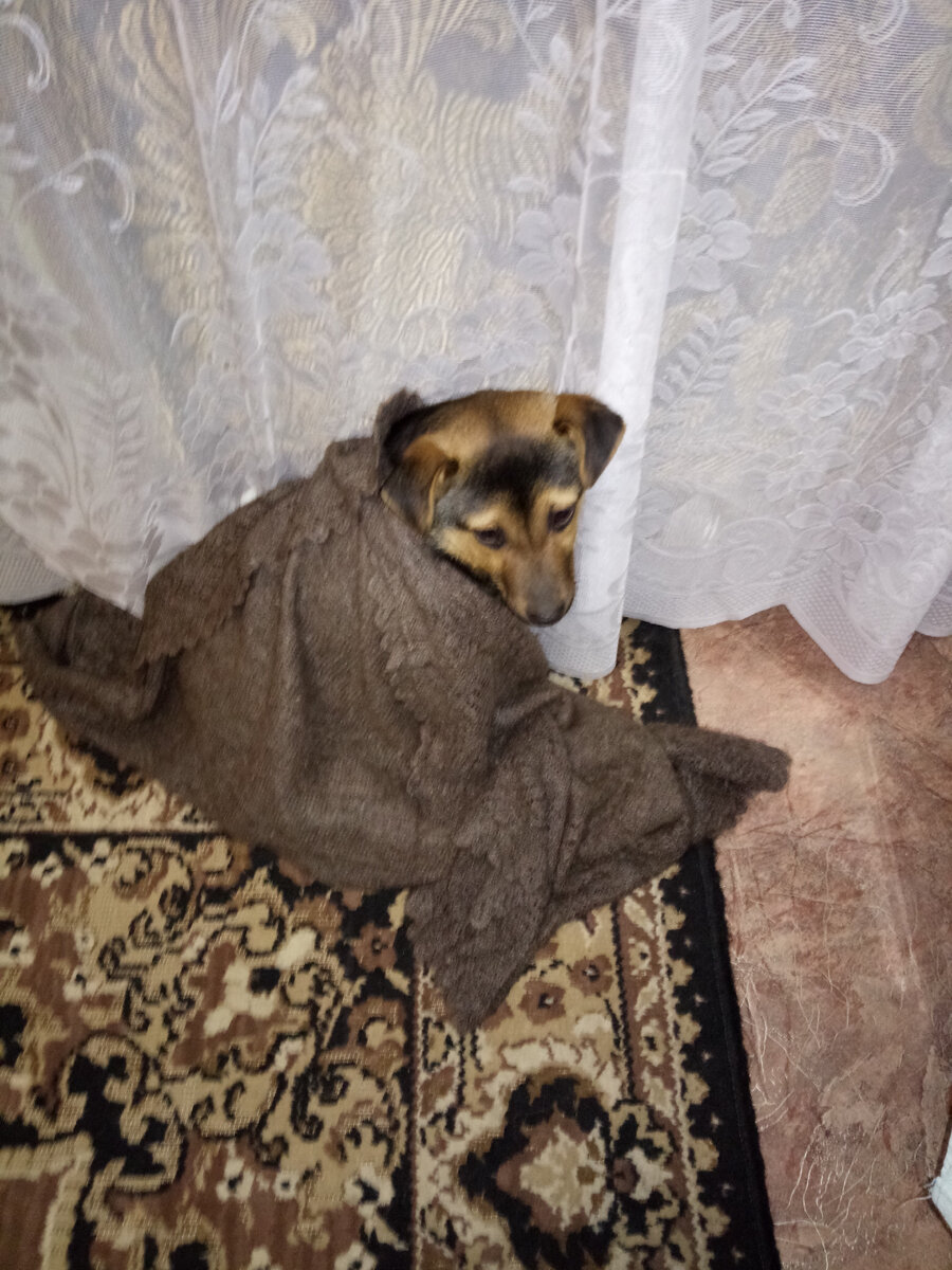 Вот так она сидела и грелась возле батареи