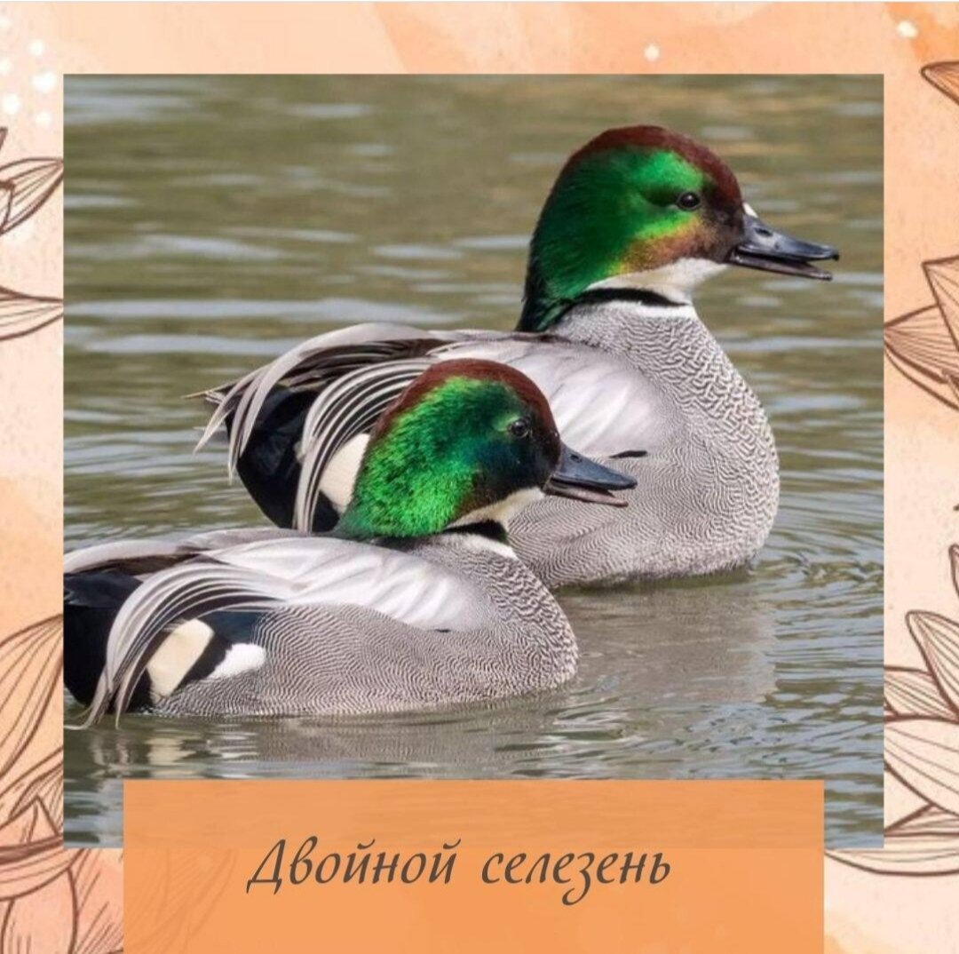 Иногда мы удивляемся
Почему у одного постоянно какие-то связи а у другого никого нет ?🤔
И муж и любовник
Или и жена и любовница
⠀
✅Есть такие комбинации в карте людей ,называется  это
«Двойной селезень» —  влияет это как на женские карты и мужские равноценно.
⠀
Как можно это определить самостоятельно?🫣
⠀
В мужской карте — один Небесный ствол ян и два с ним комбинирующиеся инь✅
⠀
Цзя 甲 + Цзи 己 Цзи 己
⠀
Гэн 庚 + И 乙 И 乙
⠀
Жэнь 壬 + Дин 丁 Дин 丁
⠀
Бин 丙 + Синь 辛 Синь 辛
⠀
У 戊 + Гуй 癸 Гуй 癸
⠀
✅В женской карте — один Небесный ствол инь и два с ним комбинирующиеся ян
⠀
Цзи 己 + Цзя 甲 Цзя 甲
⠀
И 乙 + Гэн 庚 Гэн 庚
⠀
Дин 丁 + Жэнь 壬 Жэнь 壬
⠀
Синь 辛 + Бин 丙 Бин 丙
⠀
Гуй 癸 + У 戊 У 戊
⠀
⠀
⠀
▪️смотрим только карту рождения без периодов
⠀
▪️смотрим только открытые небесные стволы (верхний ряд иероглифов)
⠀
▪️не важно где и как стоят стволы, в каком порядке, все ровно оказывают влияние
⠀
✅Если  в женской карте Элемент Личности инь, а в мужской Элемент Личности ян и есть двойной селезень в часе и месяце, то это самый «тяжелый» случай
⠀
⠀
Как это влияет на судьбу людей?🤔
⠀
✅склонность к ревности
⠀
✅признак нестабильной личной жизни
⠀
✅любовные треугольники
⠀
✅сложно справляться с чувством зависти, радоваться за других людей
⠀
✅повышенная конкуренция в жизни
⠀
✅непростые отношения с окружающими людьми
⠀
⠀
✅Если вы имеете такую карту или ваши друзья, делитесь результатами
⠀
Ваш консультант Елена Ивановская
⠀
⠀
⠀
#астрологи #астрология_онлайн #астрологияотношений #астрологическиеконсультации #астрологияфинансов #астрологический_прогноз #астрология_для_жизни #астрологияжизни #астрологиядлялюбопытных #астрологическийкалендарь #астрологическийгороскоп #астрологическаякарта