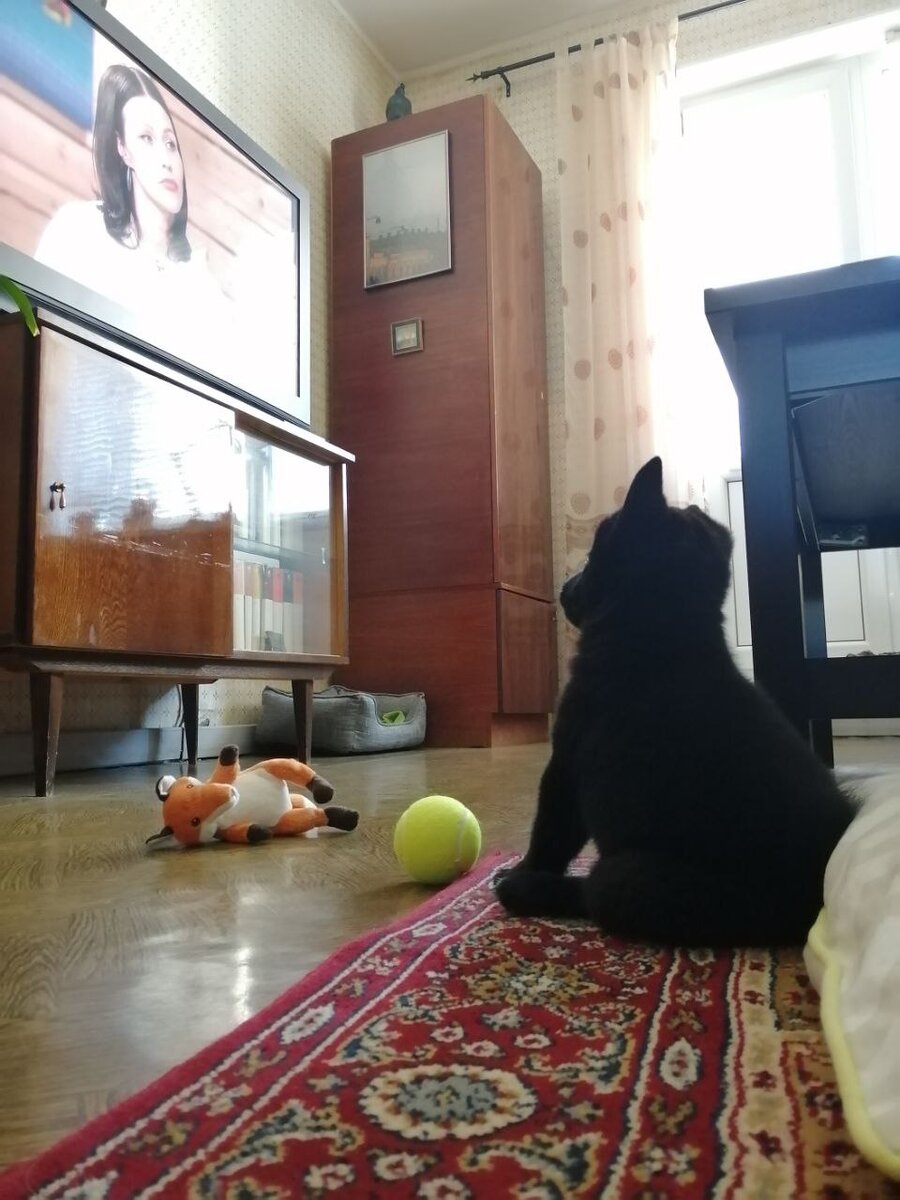 Мушу на карантине. 