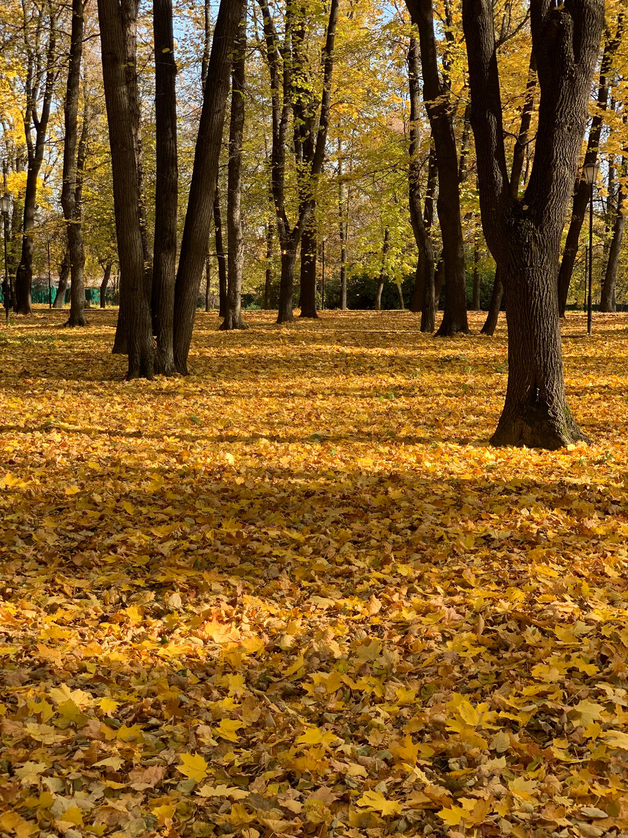 Золотая листва в Лефортовском парке в октябре 2021 года. Фото моё.