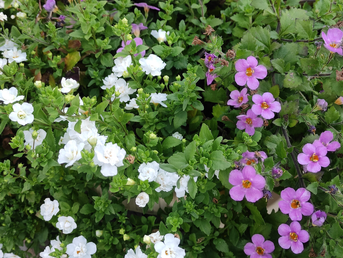 Слева махровая бакопа double snowball white. 