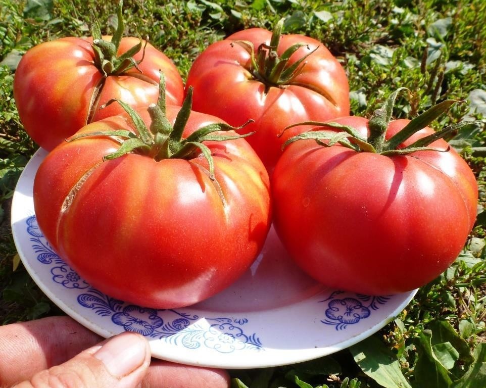 Фото из открытых источников