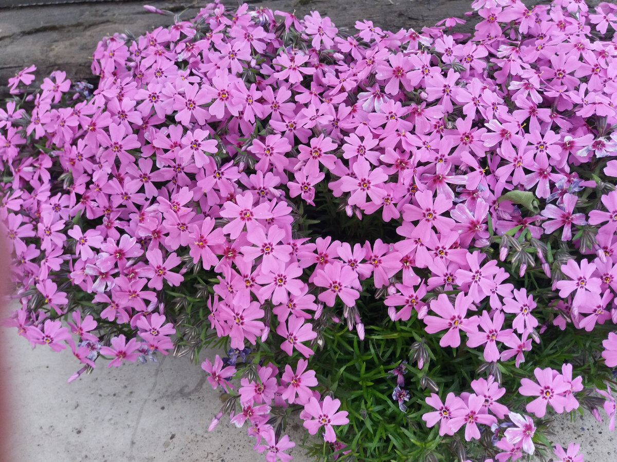 Флокс шиловидный - невероятно яркое почвопокровное растение, которое может сформировать красочный ковер из цветов, представляющий собой потрясающее зрелище.