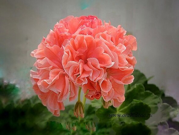 Эту красотку, сорт Мисти, у меня съела нога. Фото-инет. Куст даже процвести не успел! У этого сорта очень нежные белесые, даже полупрозрачные стебли. Как из оргстекла. Видимо, водянистые.. Вот и пришлись по вкусу этим грибкам.... 😠😡😓🍄