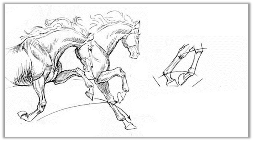 Передвижение лошади. Зарисовки лошадей в движении. Лошадь в движении рисунок. Лошадь в движении карандашом. Нарисовать лошадь в движении.