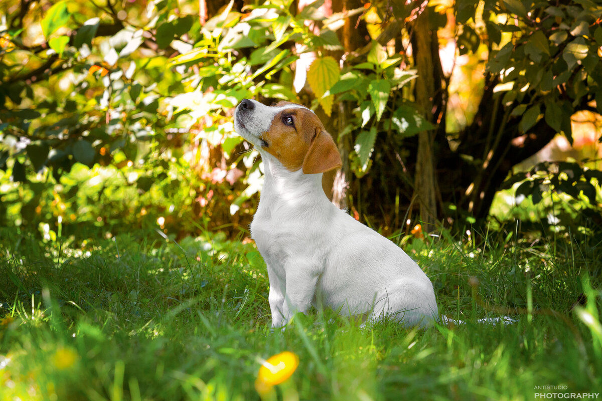 Фото из архива питомника собак "Рейнбоу Смайл"