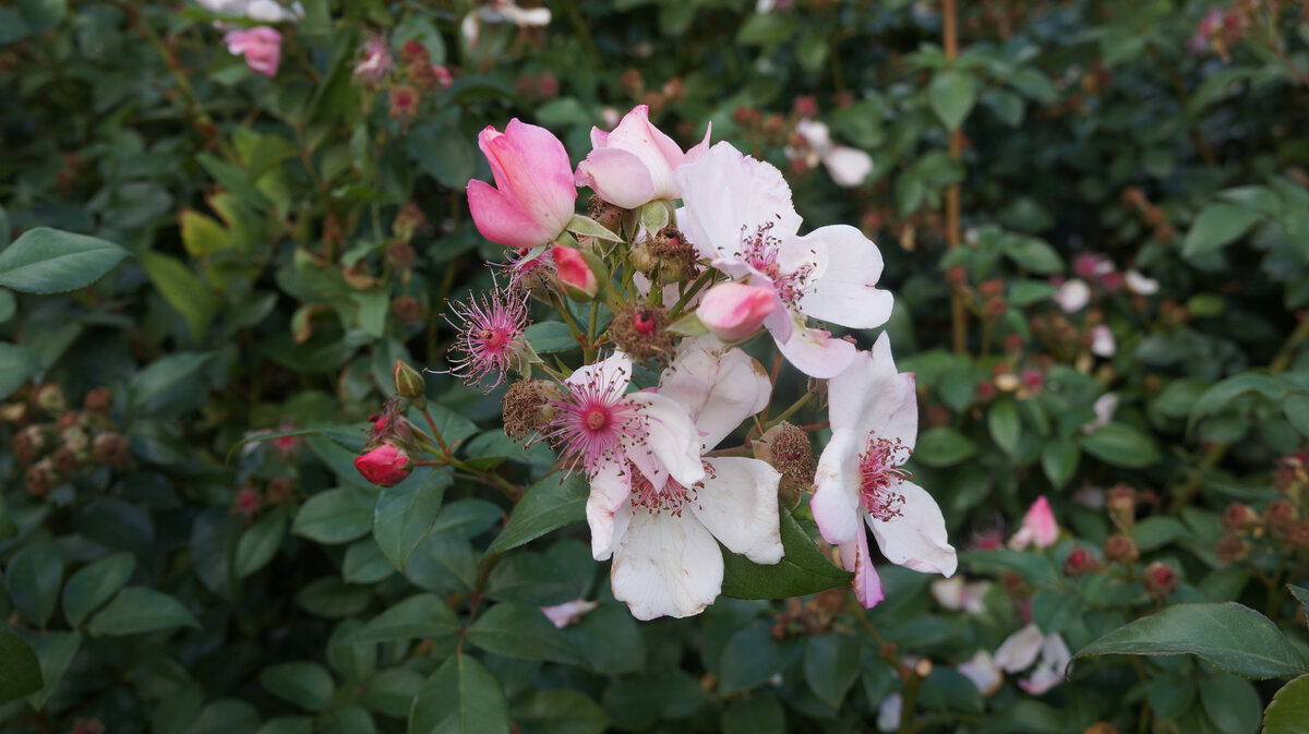 Роза Astronomia. Садовая группа: флорибунда. Meilland, 2006. Франция 