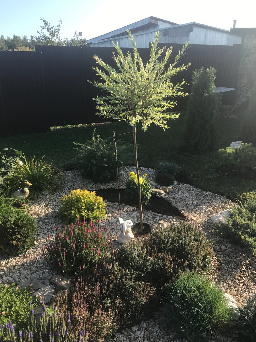 Моя еще совсем молоденькая ивушка.