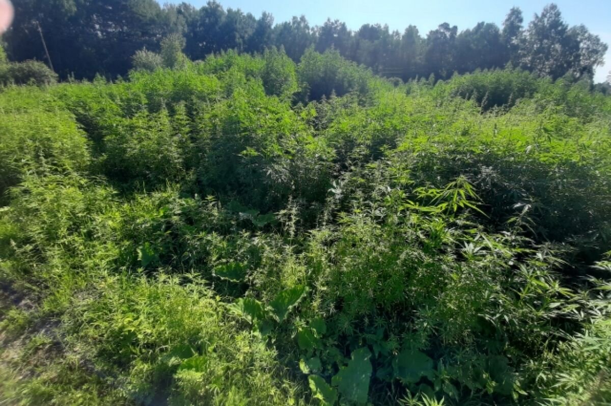    В Гусь-Хрустальном полицейский отказался от взятки за плантацию марихуаны