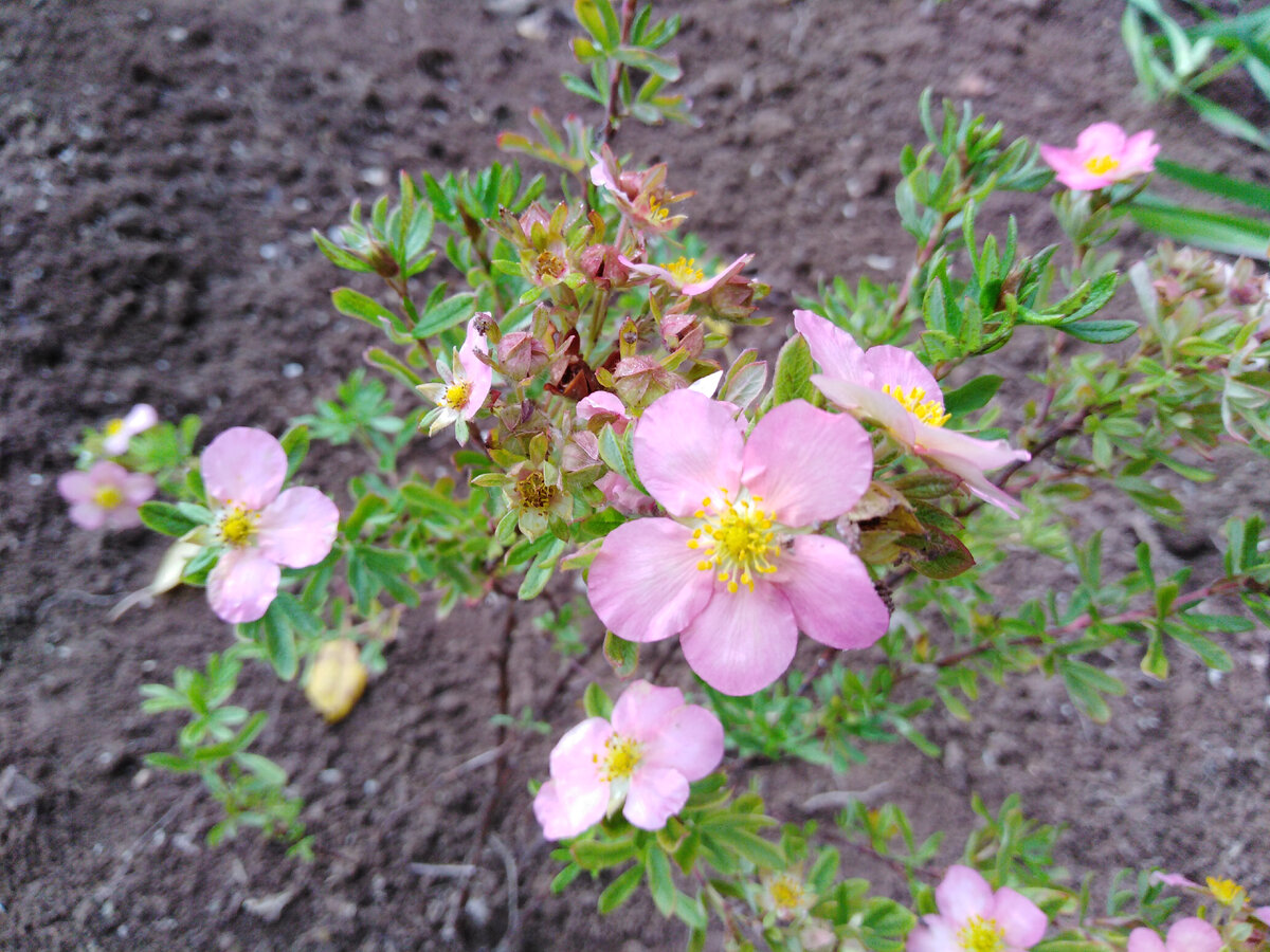 Новинка 1. Теперь у меня три лапчатки: белая Альбум, желтая Саммерфлор и розовая Пинк Бьюти. Думаю, розовоцветный курильский чай будет неплох с белоцветной розой морщинистой.
