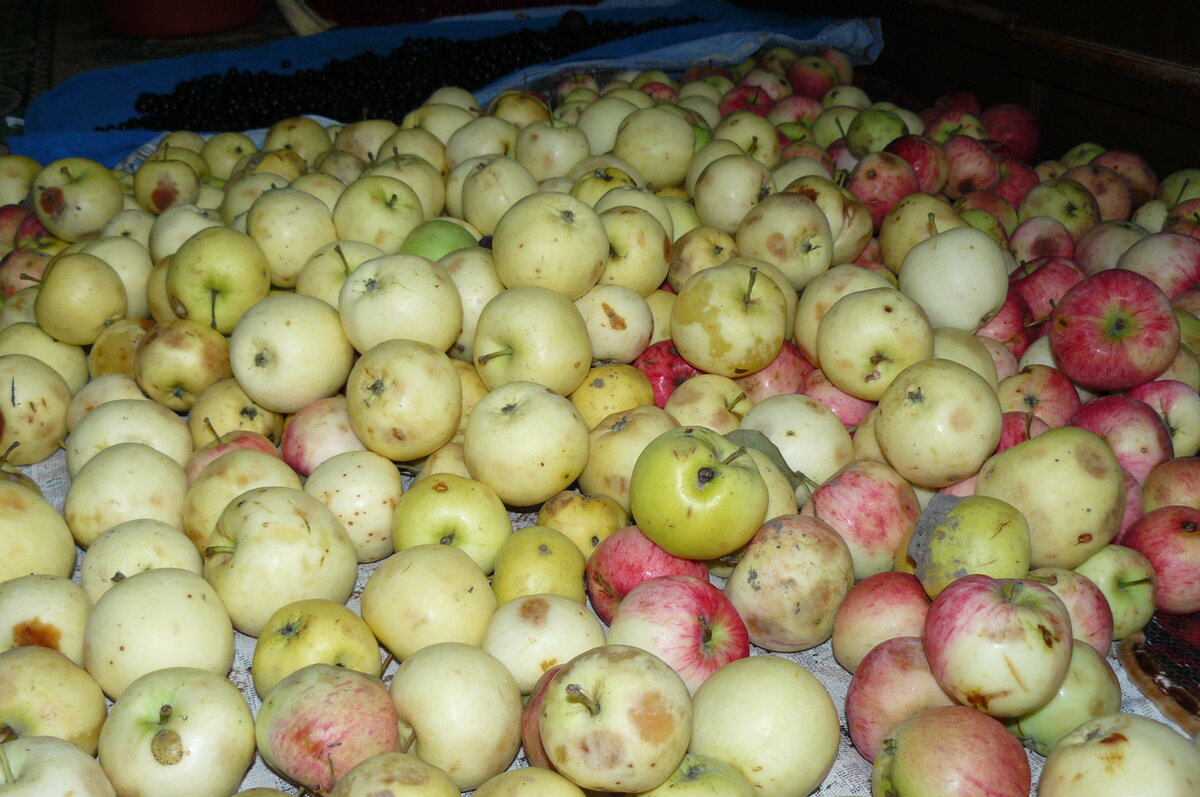 Наши неказистые, но очень ароматные яблоки