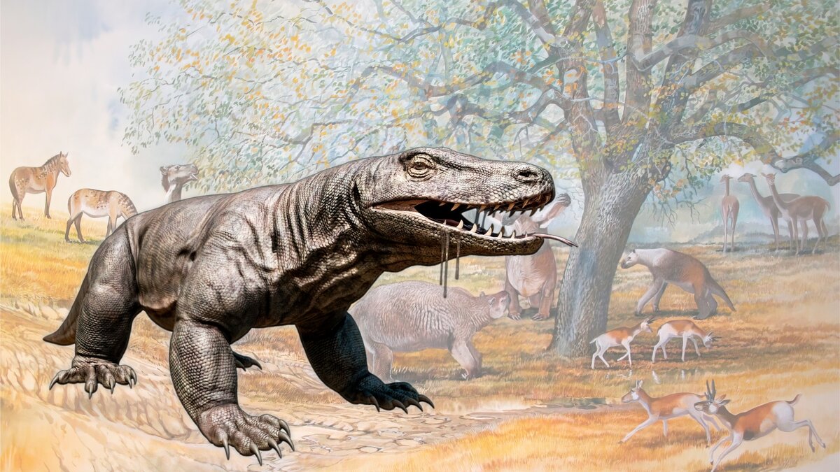 Сумчатый лев «Тилаколео». Австралийский псевдо - лев плейстоцена. Вымершее животное. Факты о животных