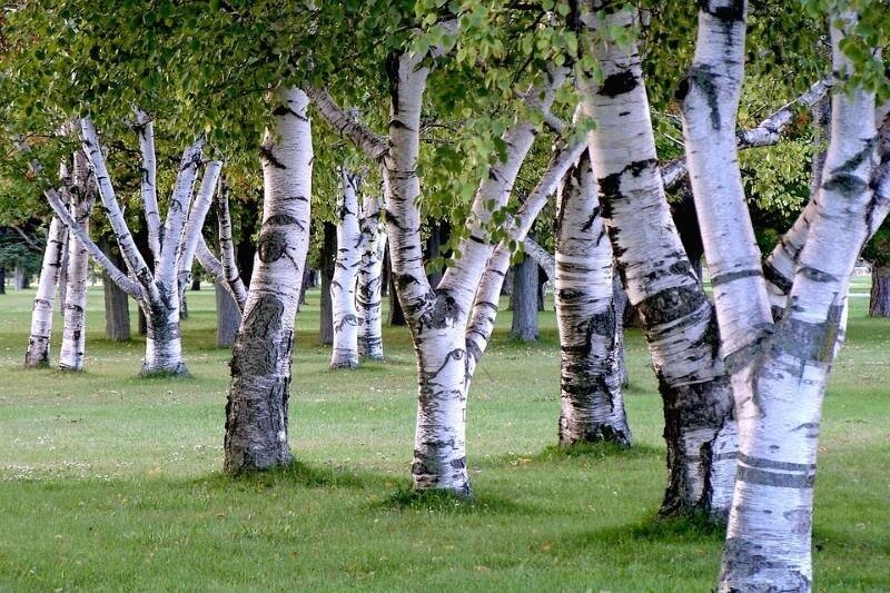 Троица без берёзы не праздник