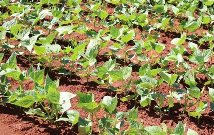    Каскадный эффект урожайности сои на ацетате калия