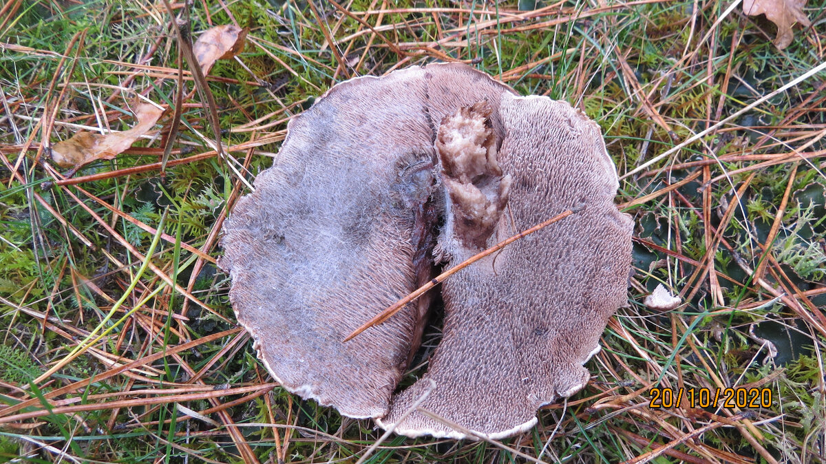 Полное описание гриба — коровья губа