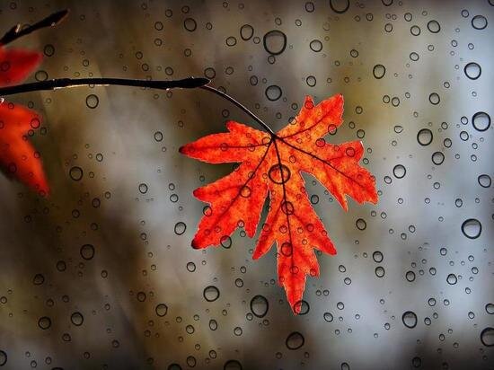    ФОТО: PIXABAY