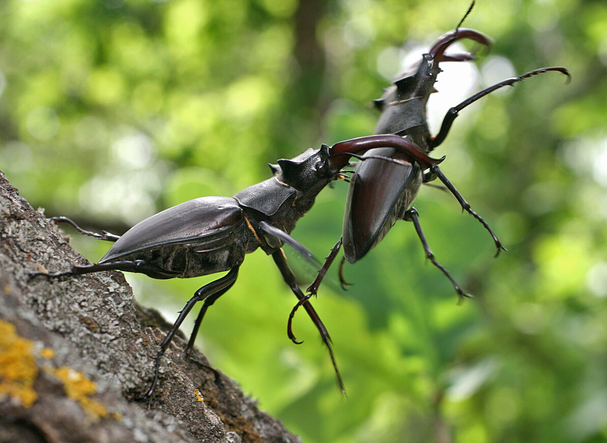 Обитания насекомых. Жук Рогач. Жук-олень (Lucanus Cervus). Жук олень Рогач. Жук Рогач и Жук олень.