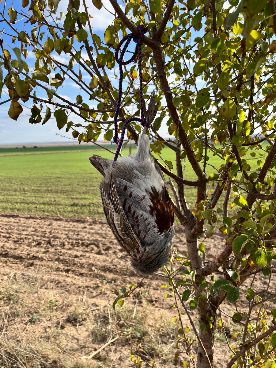 В таком виде дичь сохраняется, и не мешается на поясе