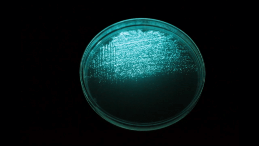 Свечение Aliivibrio fischeri. Видео пользователя Christophe Veuillot "Timelapse - Aliivibrio fischeri" на YouTube.