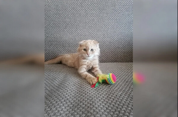 Кот Симба. Фото © kp.ru