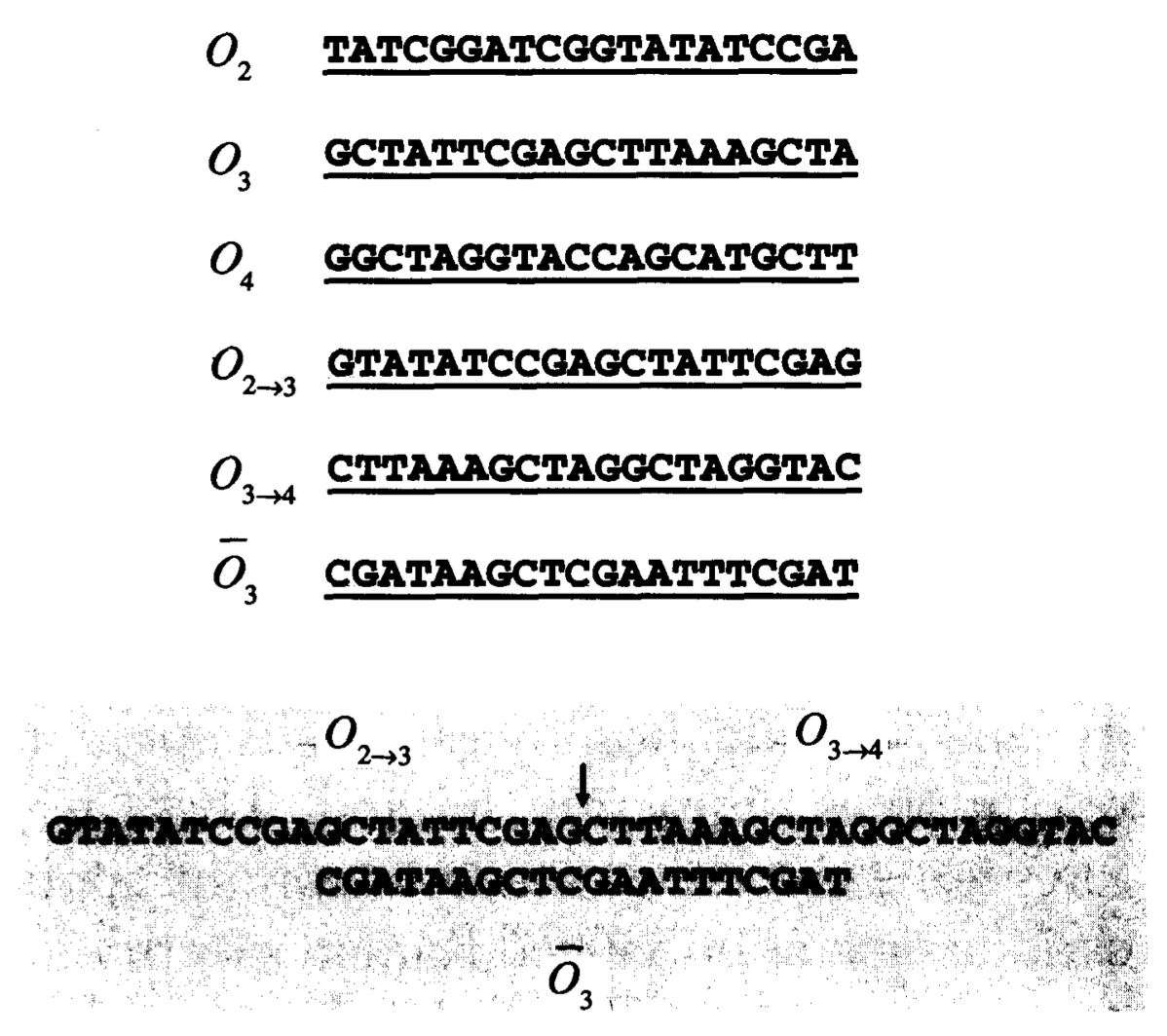       Схема кодирования в алгоритме Адлемана: O2, O3, O4 — последовательности, отвечающие за узлы графа; O2→3 и O3→4 — за ребра графа; O3 с горизонтальной чертой — олигонуклеотид, комплементарный к третьему узлу. Снизу — схема того, как синтезируется «двойной» олигонуклеотид, который кодирует кусок траектории «ребро-узел-ребро»: последовательный переход из второго узла в третий, а из третьего — в четвертый      
Leonard M. Adleman / Science, 1994