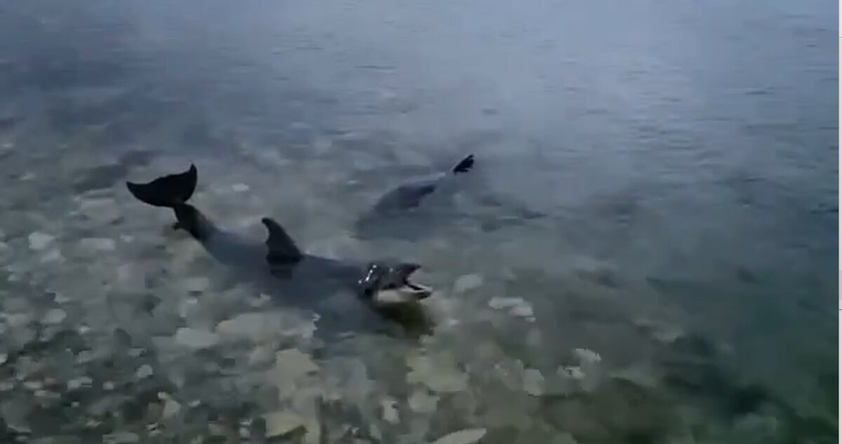    Стоп-кадр видео / t.me/typoanapa