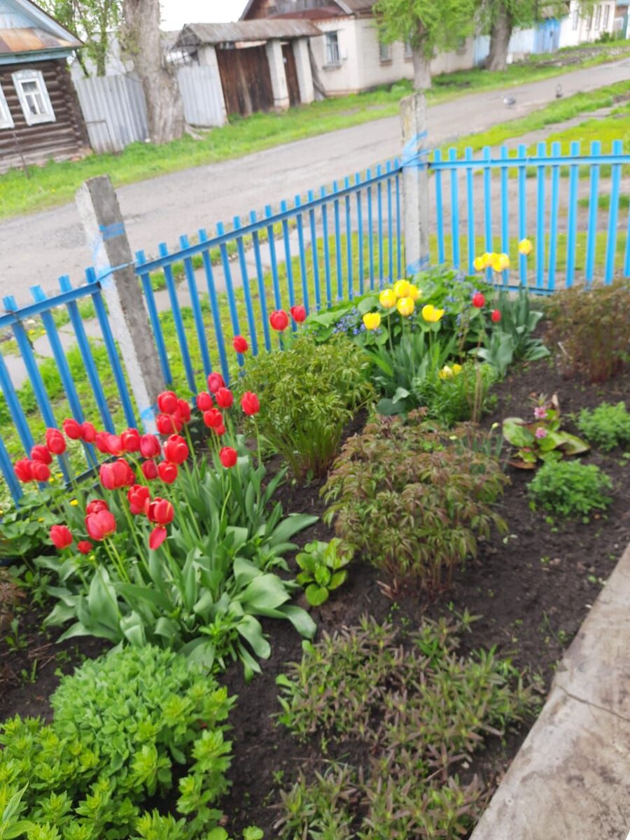 Весенние первоцветы в палисаднике