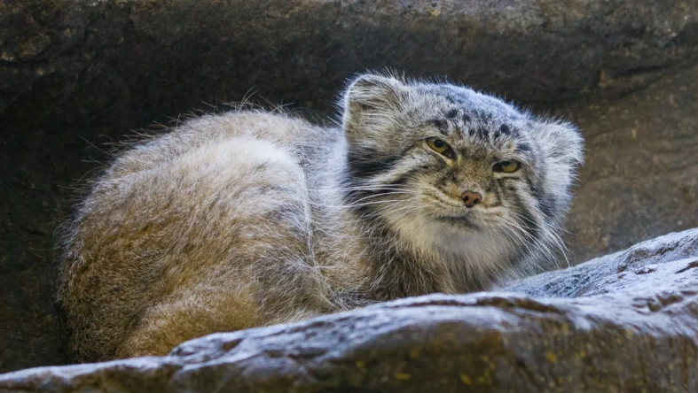 "Пожалуйста, уходите" - самая сварливая кошка в мире, 2023 год. Изображение предоставлено: Elliotte Rusty Harold / Shutterstock.com 