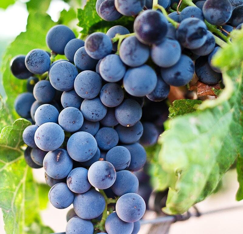 https://winegid.com/