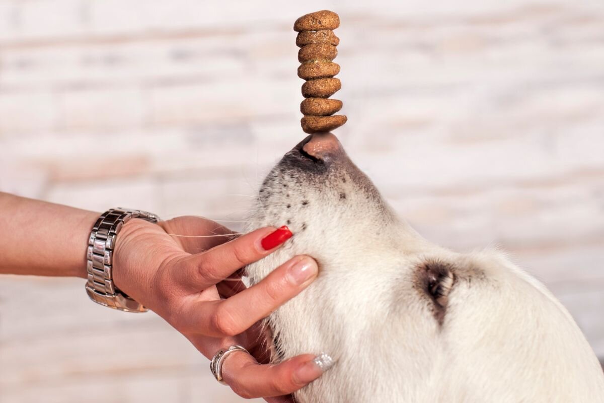 Идеальный корм для крупных собак