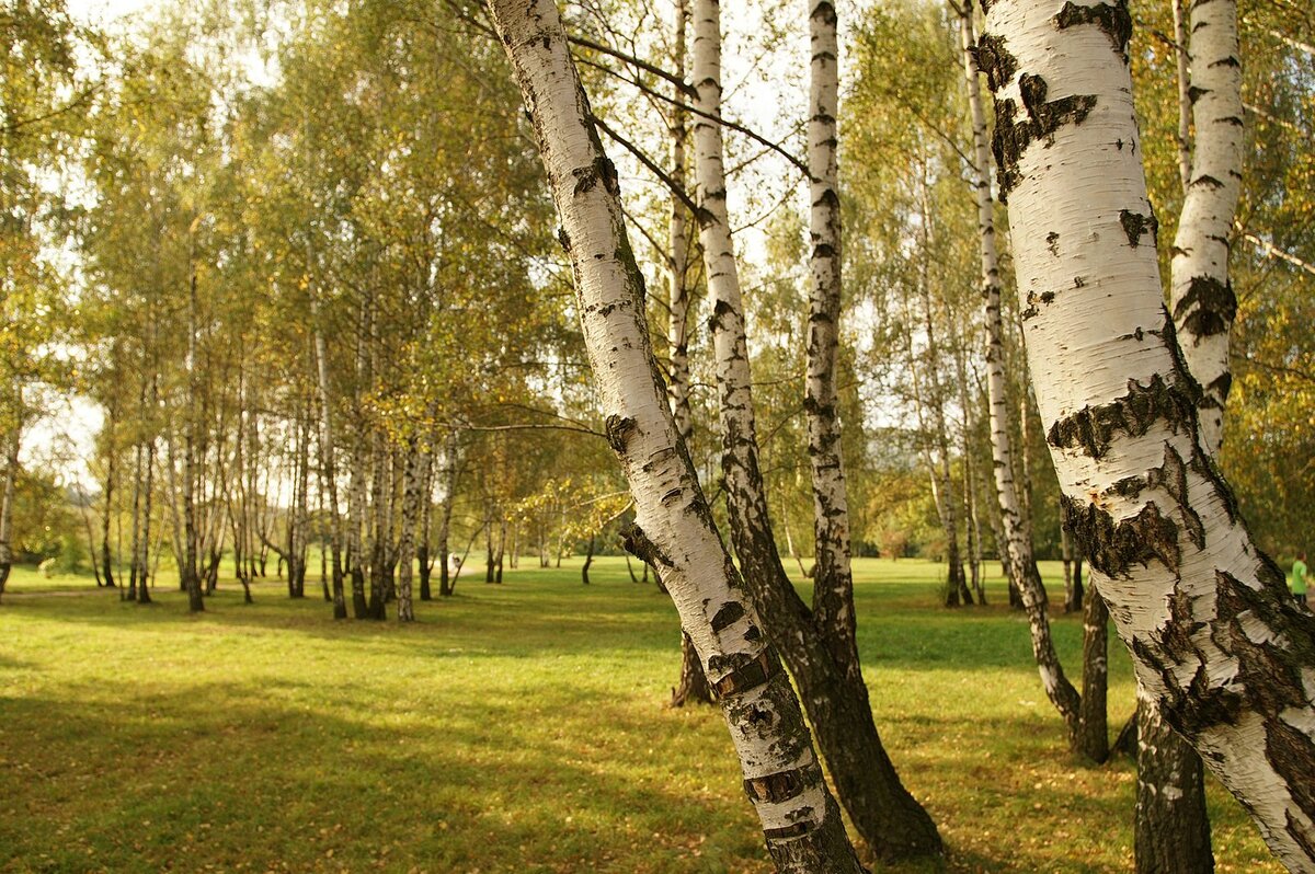 Березы картинки красивые