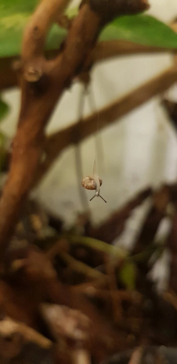 Zonitoida. Фотографии Натальи Волковой